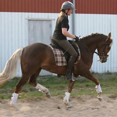 Welsh Partbred (Sec F) Friis Nachos Solgt 