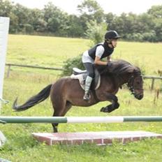 Anden særlig race Musse - Rideskole pony