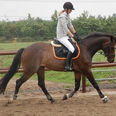 Dansk Varmblod Comtessa