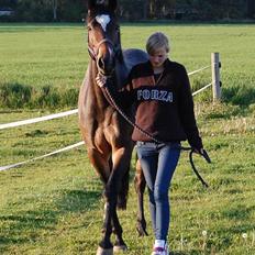 Dansk Varmblod Comtessa