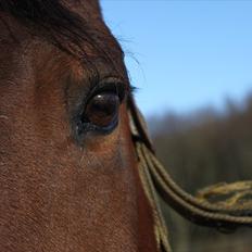 Dansk Varmblod Lindelygaards Royal L RIP