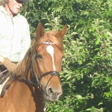 Dansk Varmblod Landlystes Michelle *RIP*