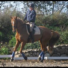 Dansk Varmblod Landlystes Michelle *RIP*