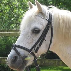 Anden særlig race Silver-Star **HAR LÅNT**