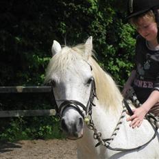 Anden særlig race Silver-Star **HAR LÅNT**