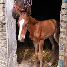 Anden særlig race fire walkers aslan