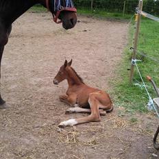 Anden særlig race fire walkers aslan