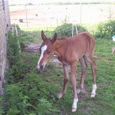 Anden særlig race fire walkers aslan