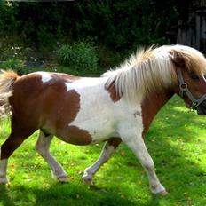 Shetlænder Musse Ior *Solgt*