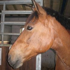 Anden særlig race Robin-Rider den ikke mere