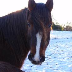 Anden særlig race Pedro