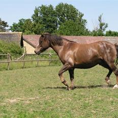 Anden særlig race Pedro
