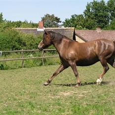 Anden særlig race Pedro