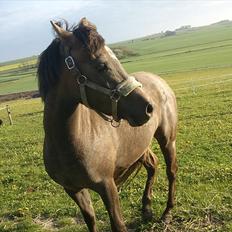 Anden særlig race Lawina