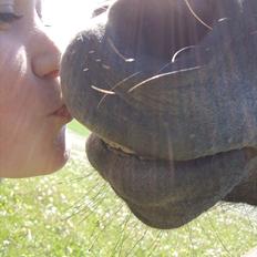 Anden særlig race Lawina