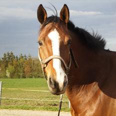 Tysk Oldenburger Linaro-L