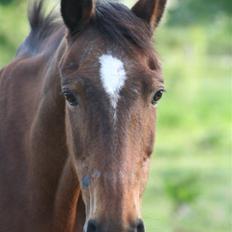 DSP Brunett ( L ) RIP!