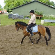 Anden særlig race Koh-i-noor SOLGT