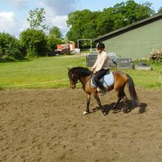 Anden særlig race Koh-i-noor SOLGT