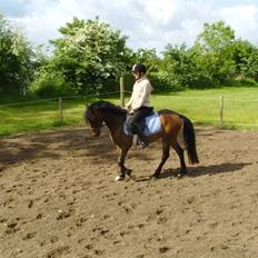 Anden særlig race Koh-i-noor SOLGT