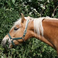 Tyroler Haflinger Alo Vera *SOLGT*