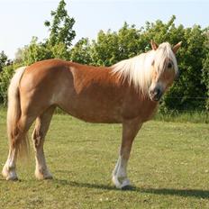 Tyroler Haflinger Alo Vera *SOLGT*