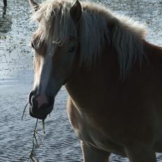 Haflinger Destiny 