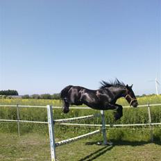 Anden særlig race Pixieline 