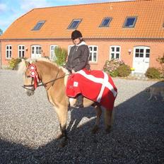 Haflinger Daisy Høgh SOLGT