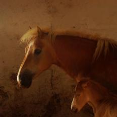 Haflinger Daisy Høgh SOLGT