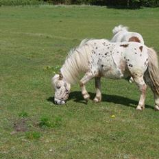 Miniature stald heesgaards annastac