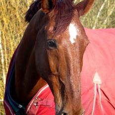 Dansk Varmblod Alabast