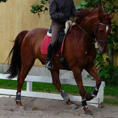 Dansk Varmblod Alabast