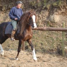 Welsh Cob (sec D) Not Again