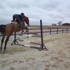 Dansk Varmblod *Hoeck´S Cirkeline* R.I.P :'(