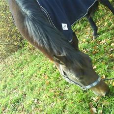 Anden særlig race bravour:) solgt og SAVNET