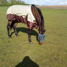 Anden særlig race bravour:) solgt og SAVNET