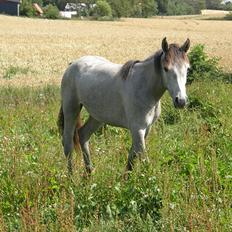 Connemara Auriklens Líadan