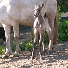Connemara Auriklens Líadan