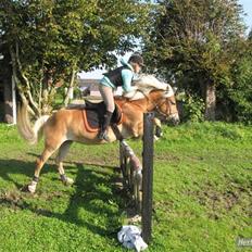 Tyroler Haflinger Mistery<3