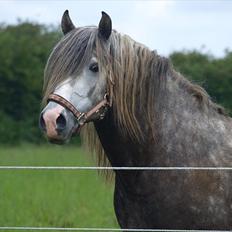 Lusitano Alcaçovas *barbie*
