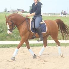 DSP Firhøjs Pikant (Tidl. hest)