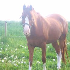 DSP Firhøjs Pikant (Tidl. hest)