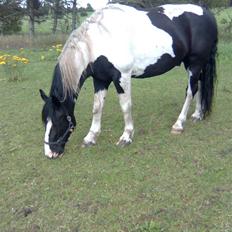 Anden særlig race Snoopy - Solgt&Savnet! <3