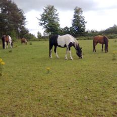 Anden særlig race Snoopy - Solgt&Savnet! <3