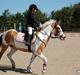 Pinto Savannah 