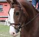 Welsh Cob (sec D) Not Again