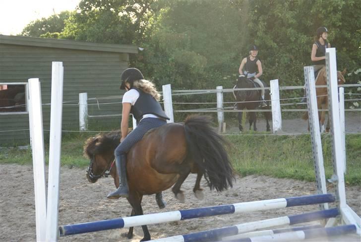 Anden særlig race Lucky/solgt. - og mere hykke  billede 11