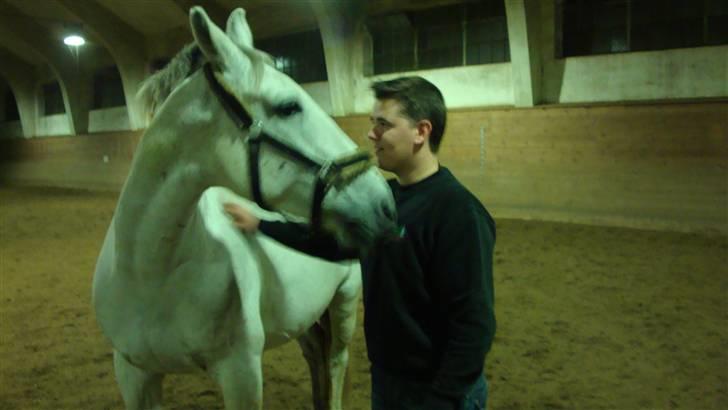Lipizzaner Dalsø´s kiri - kiri elsker danny rigtig meget... men danny elsker også kiri.. total kærlighed billede 3