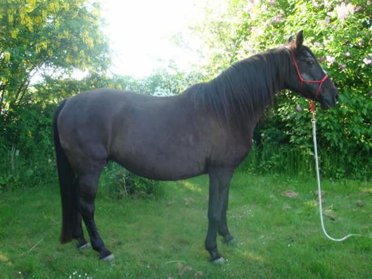 Anden særlig race Beauty R.I.P billede 8